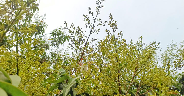 লিচুর রাজ্যে মুকুলের সুবাস