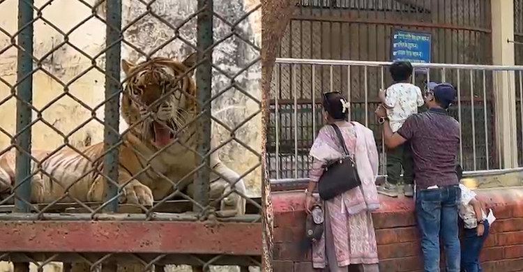 চিড়িয়াখানায় দর্শনার্থীদের আকর্ষণের কেন্দ্রবিন্দু রয়েল বেঙ্গল টাইগার বকুল!