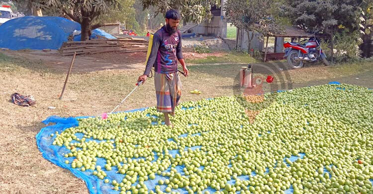 ক্ষেতের ৫ টাকার টমেটো বাজারে ৩০