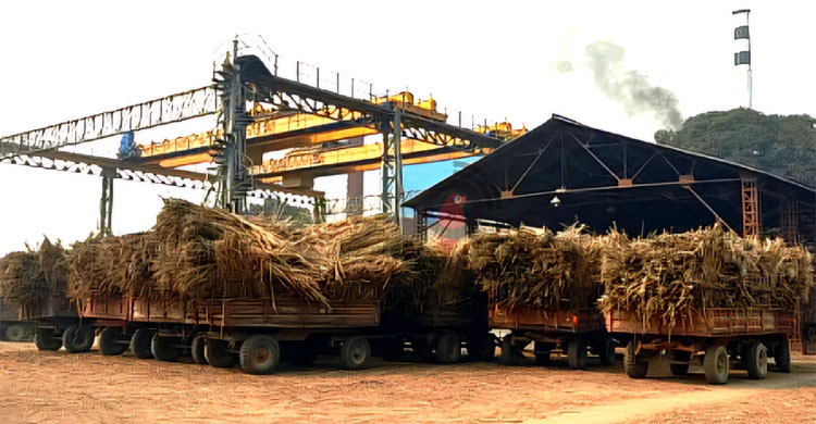 হলো না অটোমোশন, ব্রিটিশ আমলের পদ্ধতিতেই মাড়াই শেষ করলো কেরু