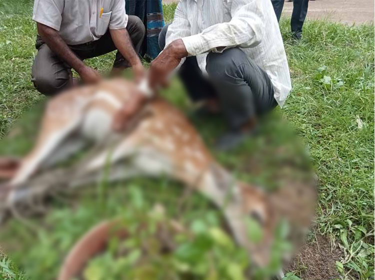 বন উজাড় করে অর্থনৈতিক অঞ্চল, হরিণ কমেছে ৮০ শতাংশ