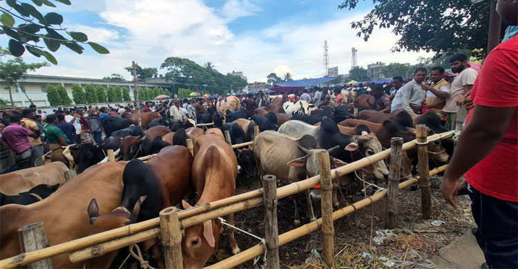 কোরবানিতে ৫ হাজার কোটি টাকার বাণিজ্যের সম্ভাবনা