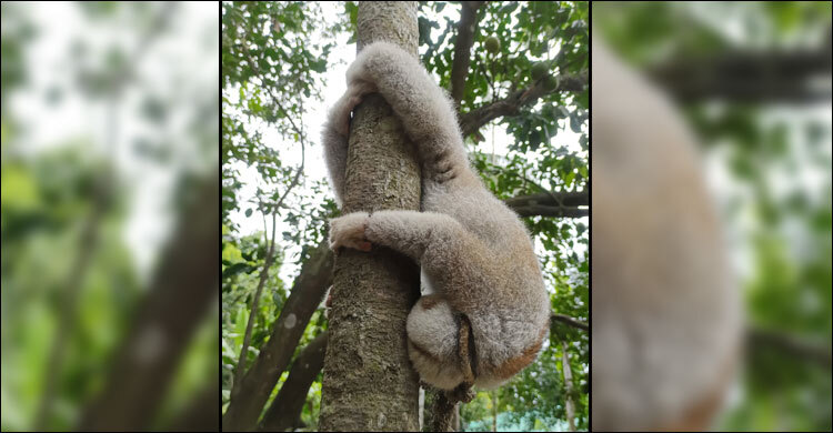 বান্দরবানে বিপন্ন প্রজাতির লজ্জাবতী বানর উদ্ধার