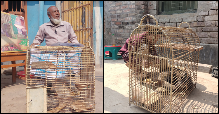 কবুতর ধরতে এসে খাঁচাবন্দি বাগডাশ