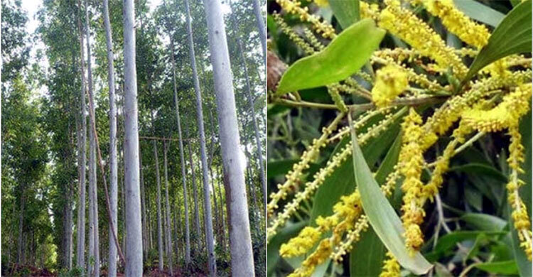 আকাশমণি-ইউক্যালিপটাসের চারা ধ্বংসে অভিযান শুরু