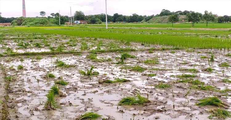 দখলে নিতে সাড়ে তিন বিঘা জমির ধানগাছ উপড়ে দিলো প্রতিপক্ষ