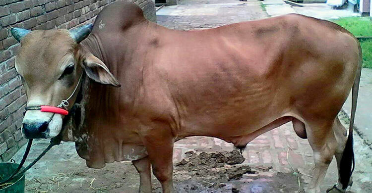 আল্লাহর সন্তুষ্টি লাভের আশায় পশু কোরবানি