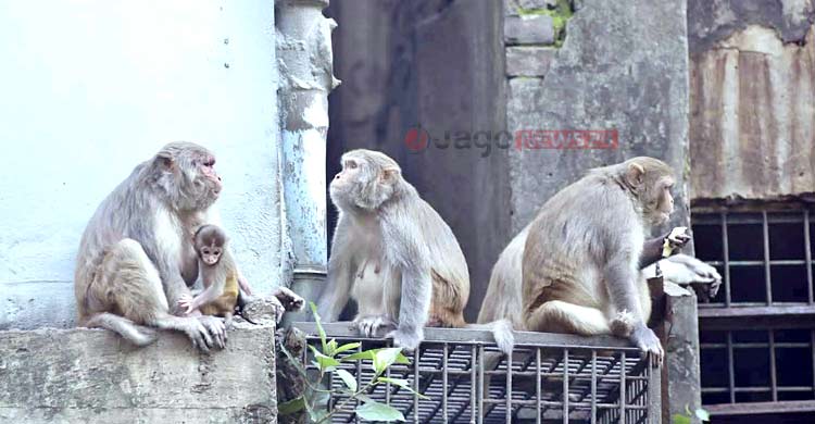 পুরান ঢাকার বানর সংরক্ষণ এখন জীববৈচিত্র্য রক্ষারও প্রশ্ন