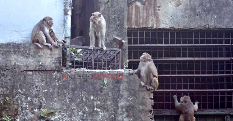 পুরান ঢাকার বানর সংরক্ষণ এখন জীববৈচিত্র্য রক্ষারও প্রশ্ন