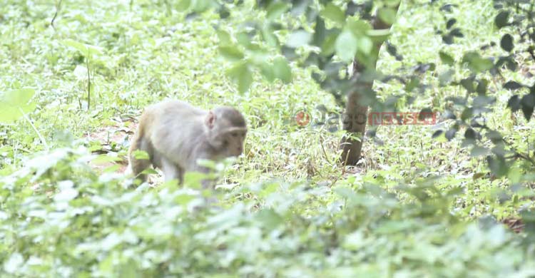 পুরান ঢাকার বানর সংরক্ষণ এখন জীববৈচিত্র্য রক্ষারও প্রশ্ন