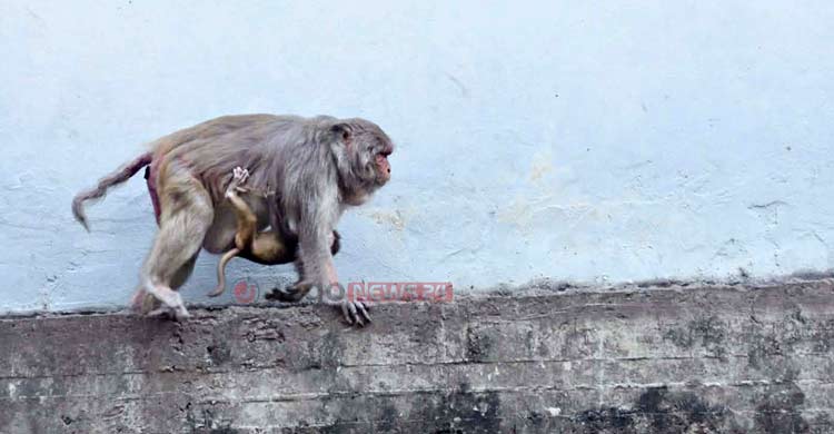 পুরান ঢাকার বানর সংরক্ষণ এখন জীববৈচিত্র্য রক্ষারও প্রশ্ন