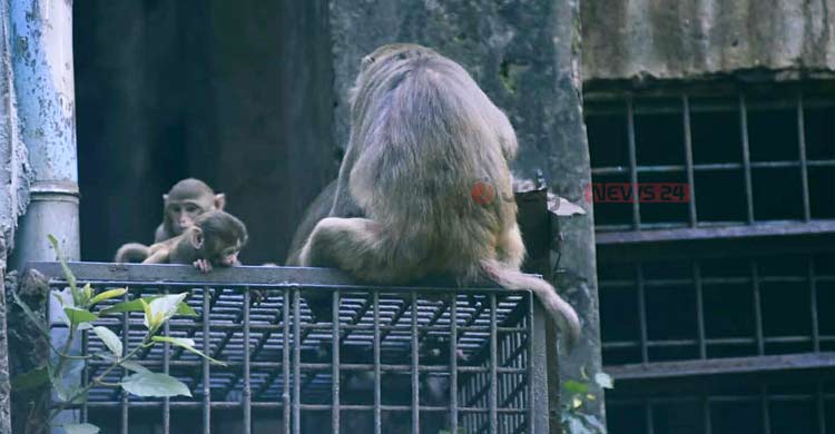 অস্তিত্ব সংকটে ‘নগর-বানর’