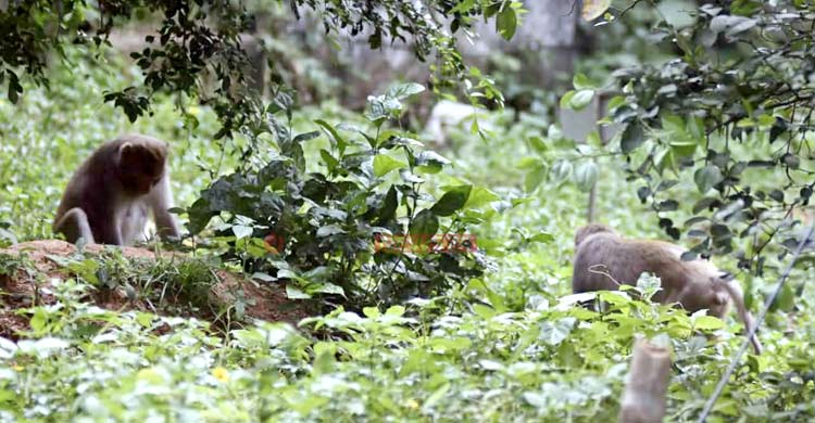 অস্তিত্ব সংকটে ‘নগর-বানর’