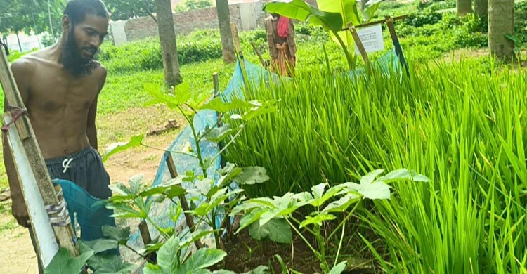 শহরের ভেতর উদ্যান, উদ্যানে এক টুকরো ধানক্ষেত