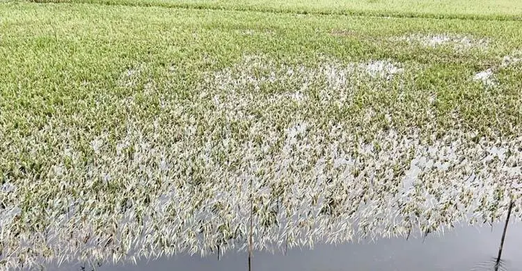 একদিকে ধান সংগ্রহের অভিযান, অন্যদিকে পানিতে ভাসছে কৃষকের স্বপ্ন