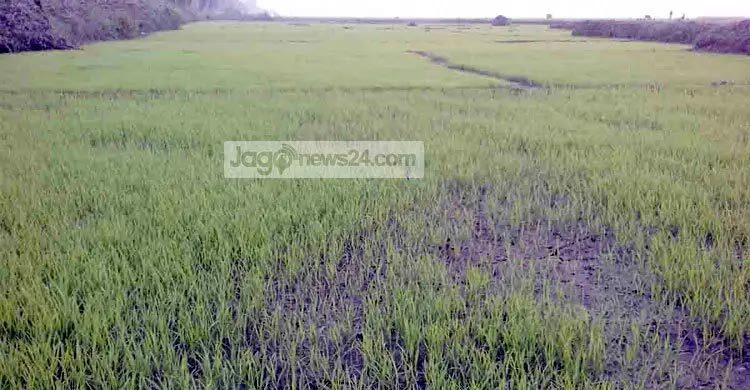 শীতে ক্ষতিগ্রস্ত বোরো-আলু-সরিষা চাষিরা