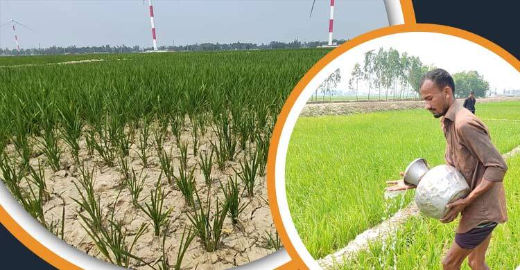 পানিশূন্য খাল, কলসির পানিতে ফসল রক্ষার চেষ্টা