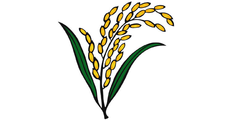 Candidates of Paddy Sheaf in 237 seats