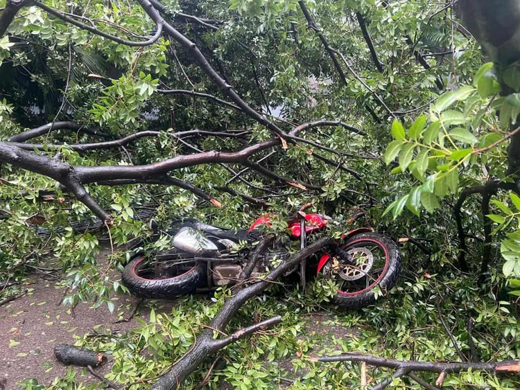 ধানমন্ডিতে অটোরিকশা-মোটরসাইকেলের ওপর উপড়ে পড়লো গাছ, নারী আহত