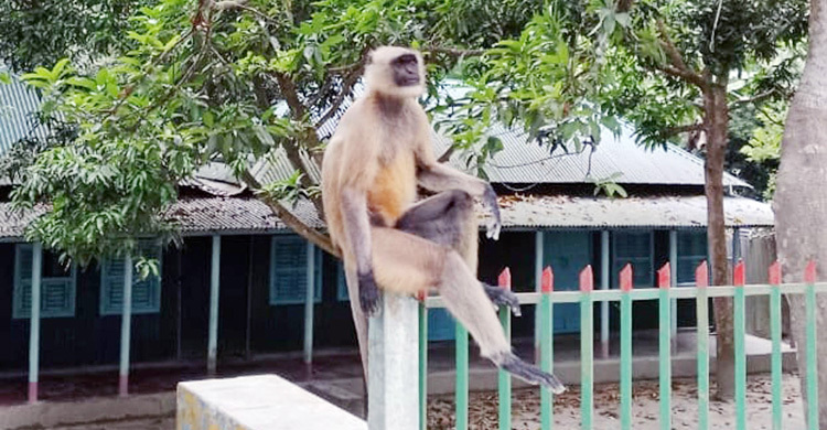 ধুনটে খাবারের খোঁজে লোকালয়ে হনুমান