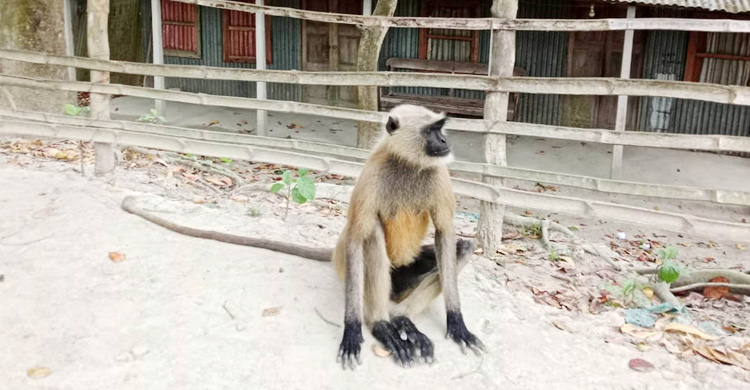 ধুনটে খাবারের খোঁজে লোকালয়ে হনুমান