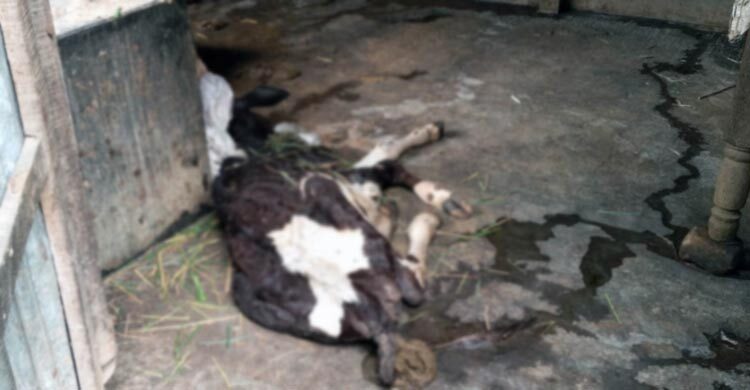 বগুড়ায় একের পর এক মারা যাচ্ছে কোরবানির জন্য প্রস্তুত করা গরু