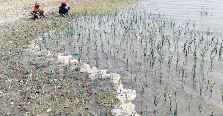অসময়ে পাহাড়ি ঢল, ধুনটে ভেসে গেল কৃষকের সোনালি স্বপ্ন