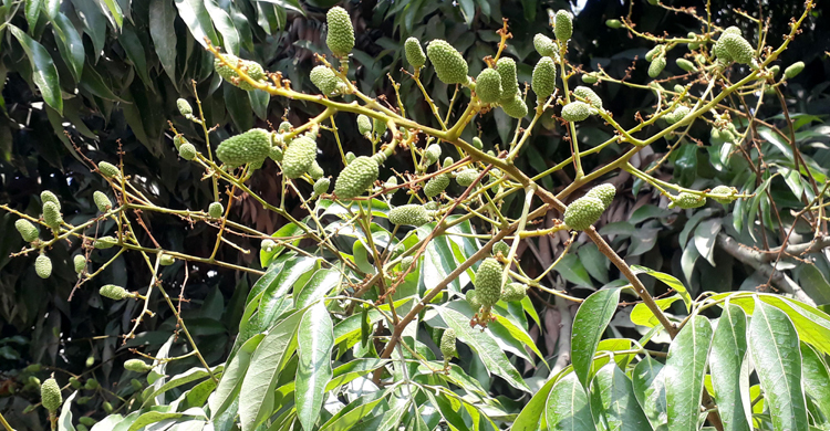 দিনাজপুরে থোকায় থোকায় ঝুলছে লিচুর গুটি