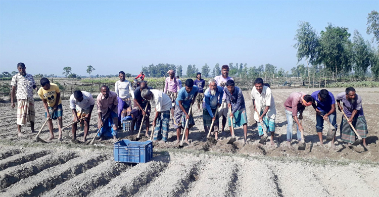 আলুচাষে খরচ বাড়ছে ৩০-৪০ হাজার টাকা