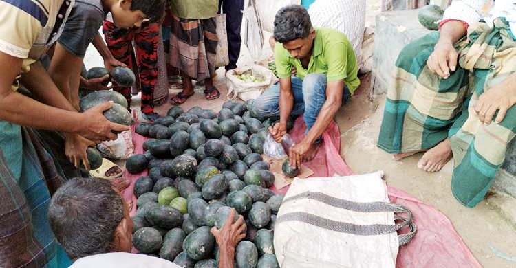 অসময়ে তরমুজ, জোড়া ৫০