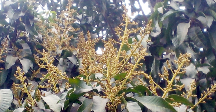 আগাম মুকুলে ছেয়ে গেছে আমগাছ