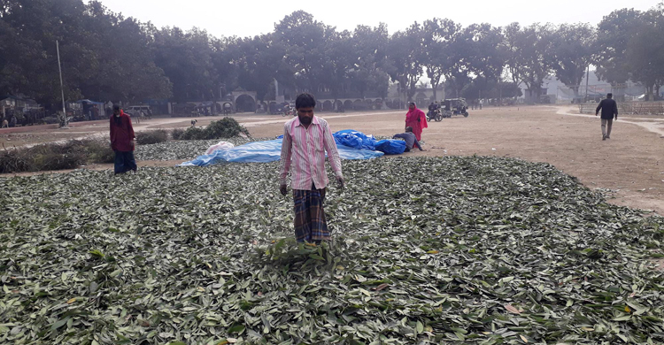 দিনাজপুরে তেজপাতা সংগ্রহে ব্যস্ত ব্যবসায়ীরা