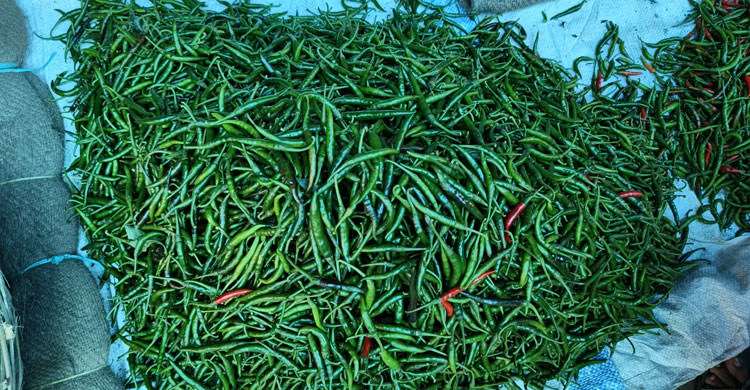 দিনাজপুরে কাঁচামরিচের কেজি ২৪০