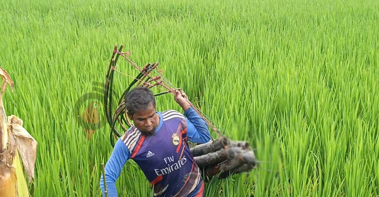 বাঁশের ফাঁদে ইঁদুর মেরে আসাদুজ্জামানের মাসিক আয় ৪০ হাজার টাকা