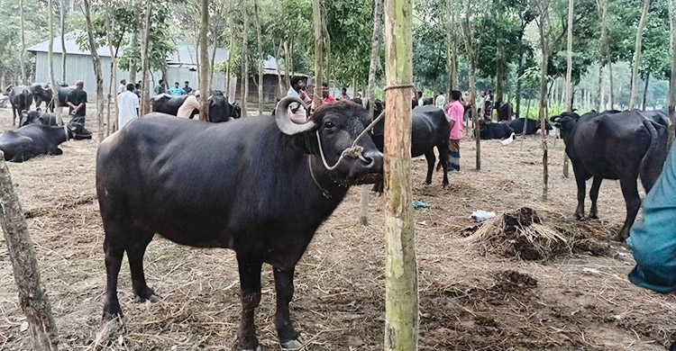 মহিষ-ঘোড়ায় জমে উঠেছে ‘ঢেমঢেমিয়া ‌কালি মেলা’