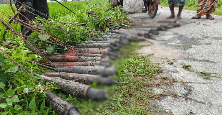বাঁশের ফাঁদে ইঁদুর মেরে আসাদুজ্জামানের মাসিক আয় ৪০ হাজার টাকা