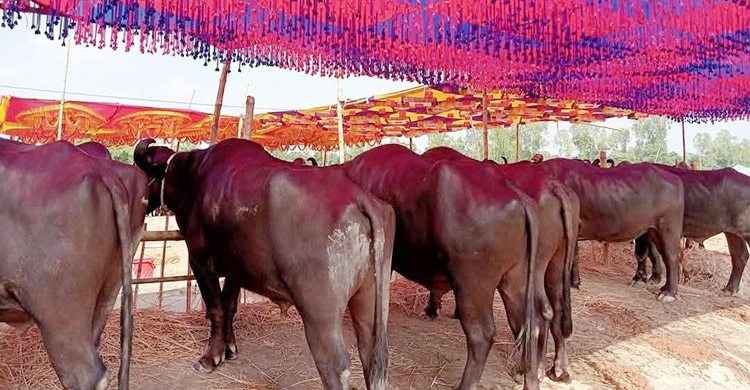 মহিষ-ঘোড়ায় জমে উঠেছে ‘ঢেমঢেমিয়া ‌কালি মেলা’