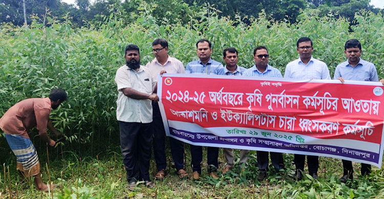 দিনাজপুরে আকাশমণি-ইউক্যালিপটাস গাছ ধ্বংসে অভিযান