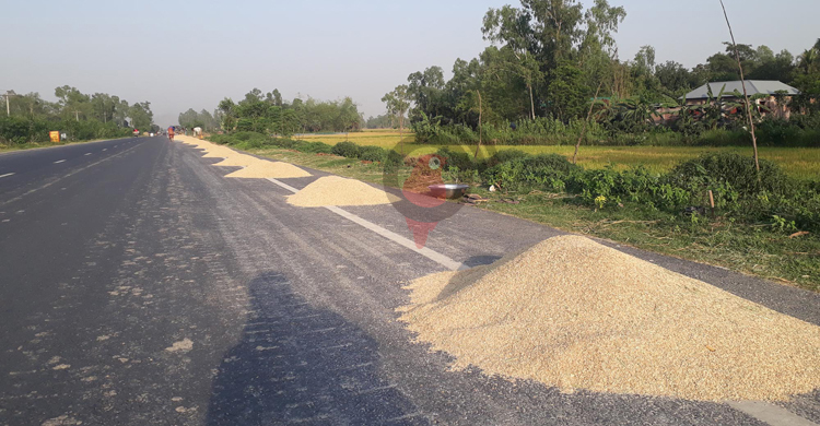 প্রচণ্ড রোদে বোরোচাষির ‘পোয়াবারো’