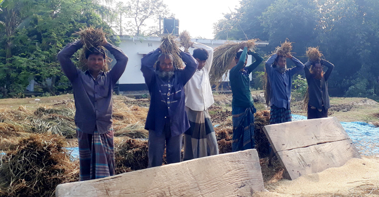 আগাম জাতের আমন ঘরে তুলতে ব্যস্ত কৃষকরা
