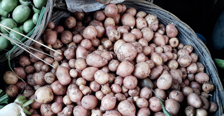দিনাজপুরে নতুন আলুর কেজি ২০০ টাকা