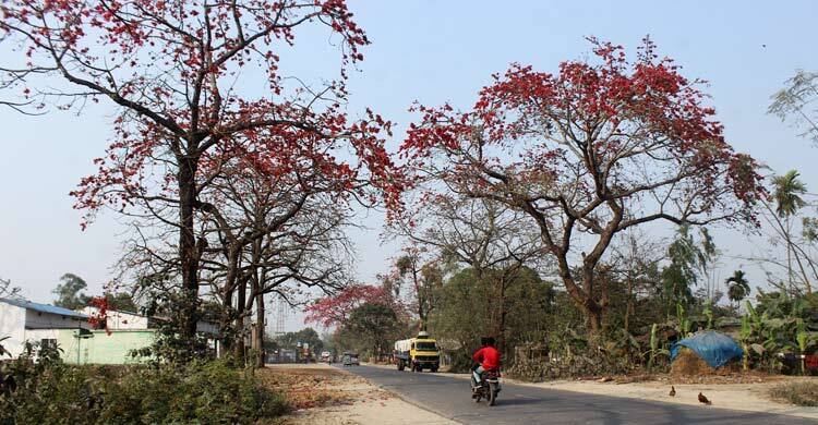 শিমুলে রাঙা দিনাজপুর-বীরগঞ্জ সড়ক