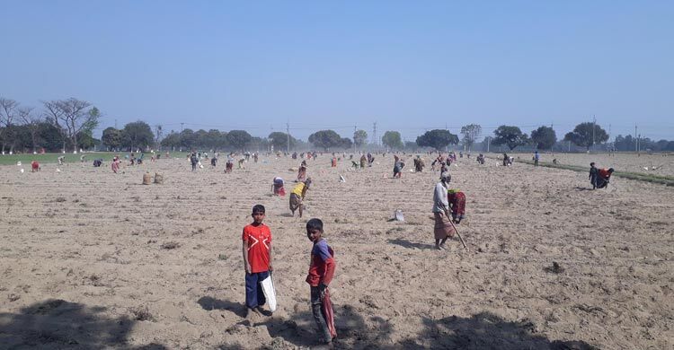 কুড়ানো আলুতে বছর চলে তাদের