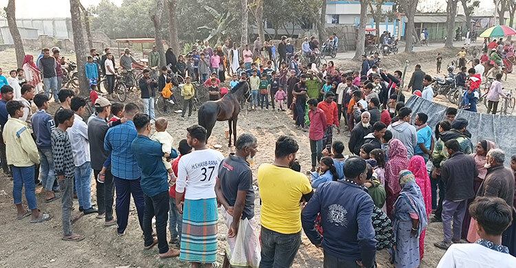 গরু-মহিষের দিন ফুরালেও চেরাডাঙ্গী মেলায় এখনো অপ্রতিদ্বন্দ্বী ‘ঘোড়া’