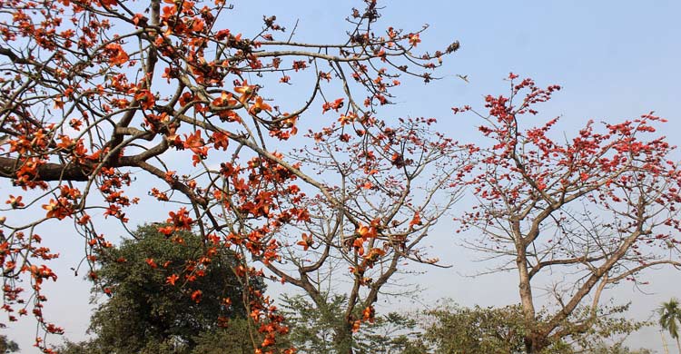 শিমুলে রাঙা দিনাজপুর-বীরগঞ্জ সড়ক
