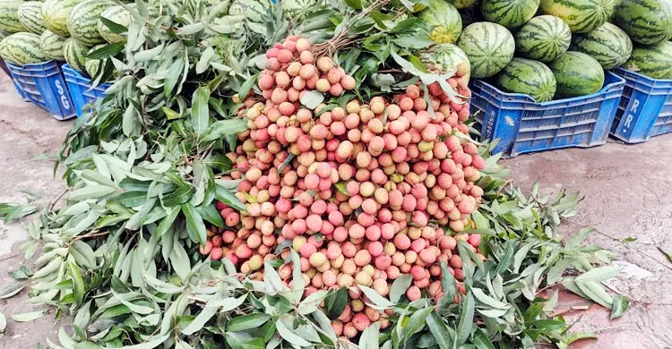 সময়ের আগেই দিনাজপুরের বাজারে লিচু, দাম চড়া