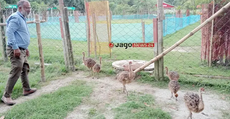 দেশেই ফুটল উটপাখির বাচ্চা, মিললো গবেষণার বড় সাফল্য