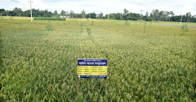 দিনাজপুরে আউশ চাষে বিপ্লব