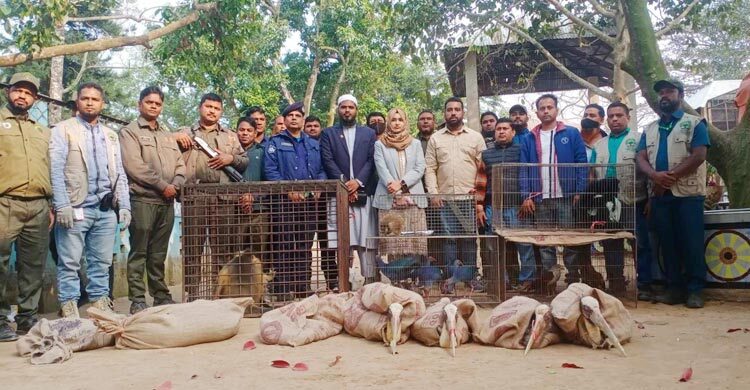 বন অধিদপ্তরের অভিযানে ৭৪ প্রাণী উদ্ধার