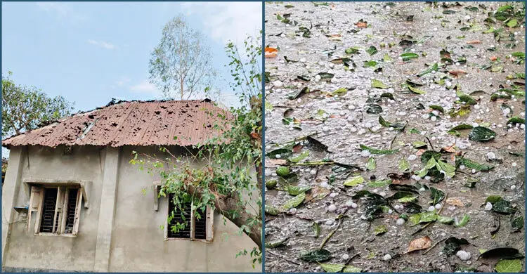 শিলাবৃষ্টির তাণ্ডবে ৫ হাজার হেক্টর জমির ফসলের ক্ষতি, দিশেহারা কৃষক